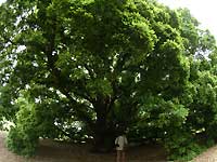 Turner's oak /S2 Pro