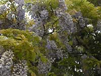 wisteria /Nikon D200