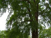 Maidenhair tree /S2 Pro