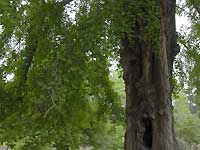 Maidenhair tree /D200