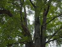 Maidenhair tree /D200