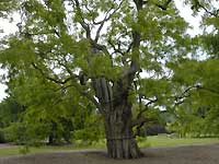 black locust tree /D200