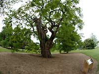 black locust tree /S2 Pro