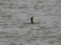 An aquatic bird /D200