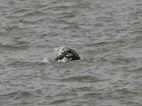 An aquatic bird /D200