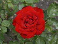 Rose of St.Paul's Cathedral /D200