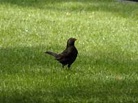 Black bird /D200