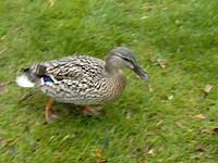 Bourton-on-the-Water /D200