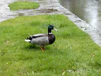 Bourton-on-the-Water /D200