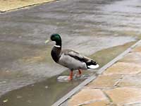Bourton-on-the-Water /D200